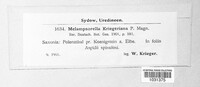 Milesina kriegeriana image